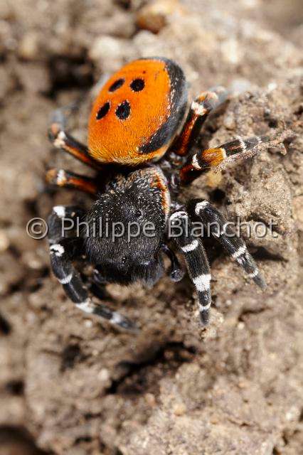 Eresidae_8614.JPG - France, Indre (36), Araneae, Eresidae, Araignée coccinelle (Eresus kollari), mâle, Ladybird Spider